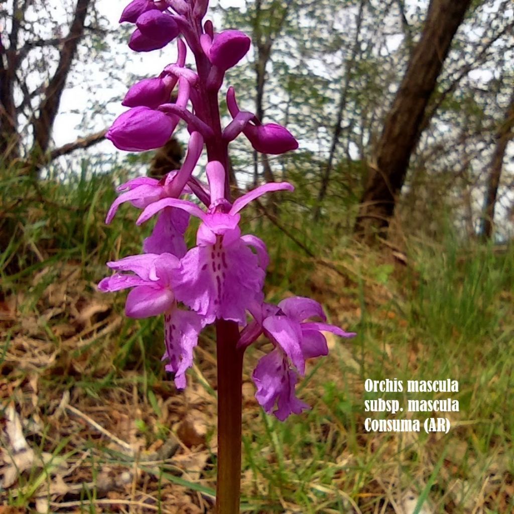 orchidee-Casentino